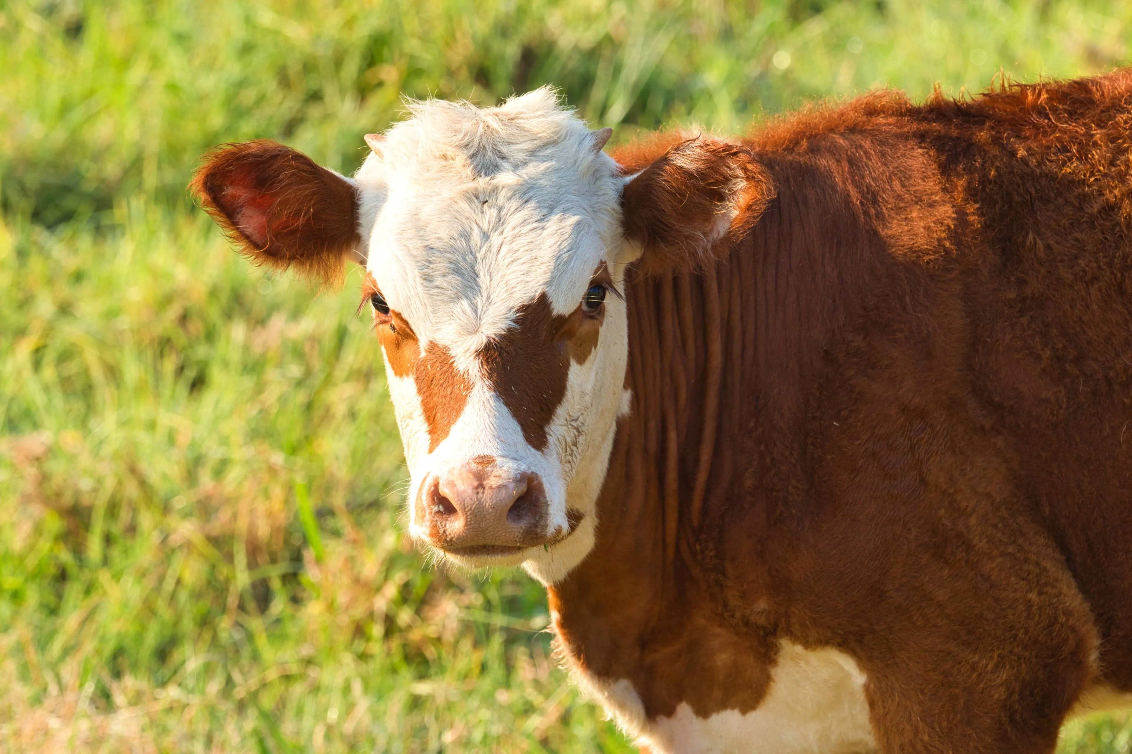 white-brown-calf-field-surrounded-by-grass-sunlight-with-blurry