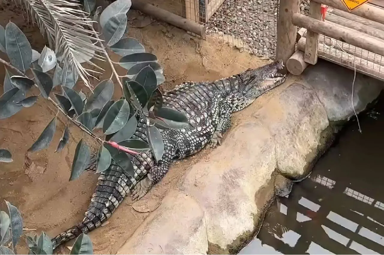 Krokodi