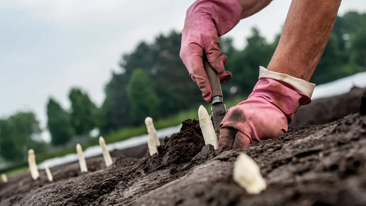 asperges wachten niet 3 002