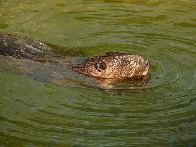bever beaver 7471 640 cc0 via pixabay