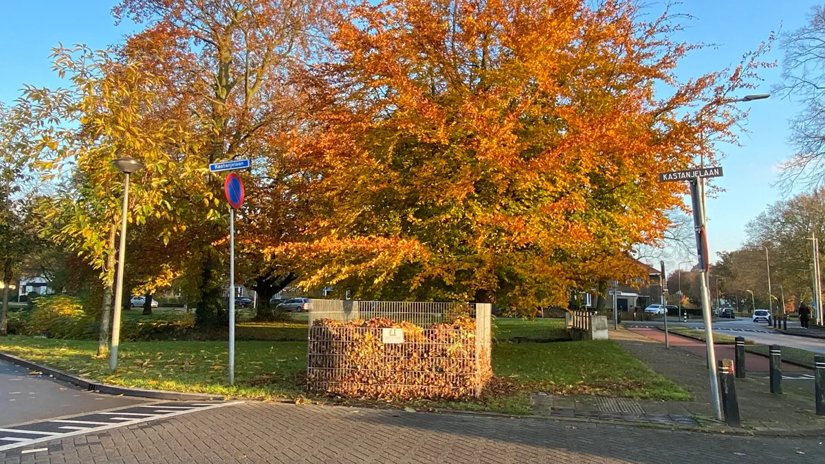 bladkorf kastanjelaan sittard