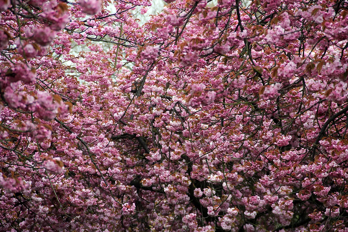 bloesem in het park