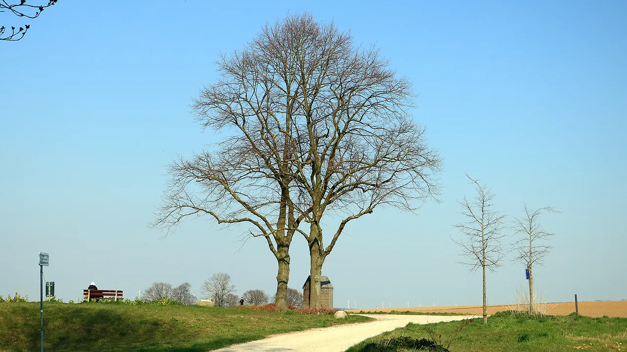 boom kollenberg 28 maart 2020