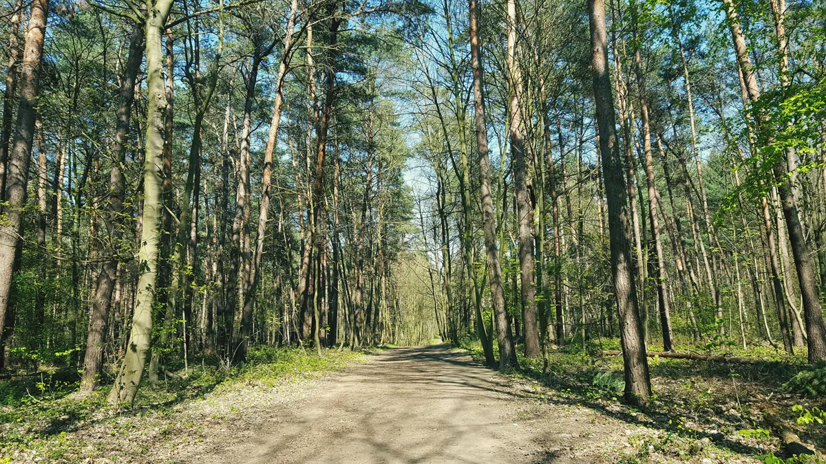 bos natuur