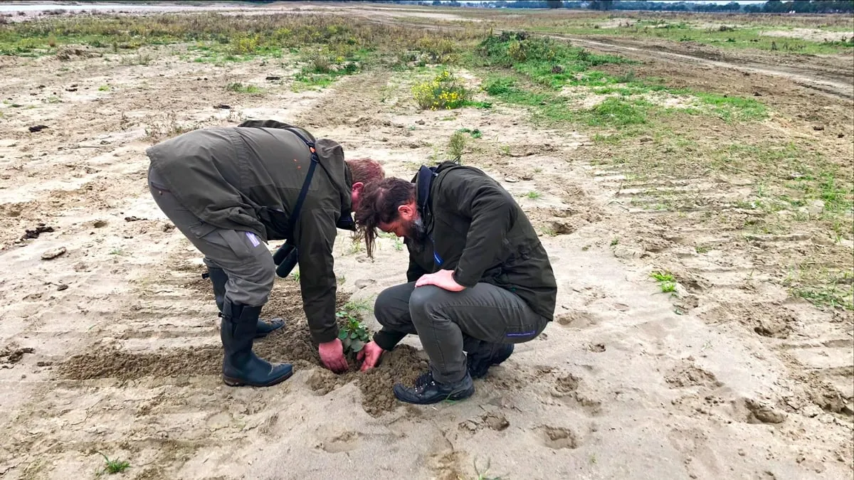 boswachters graven jonge plant japanse duizendknoop uit