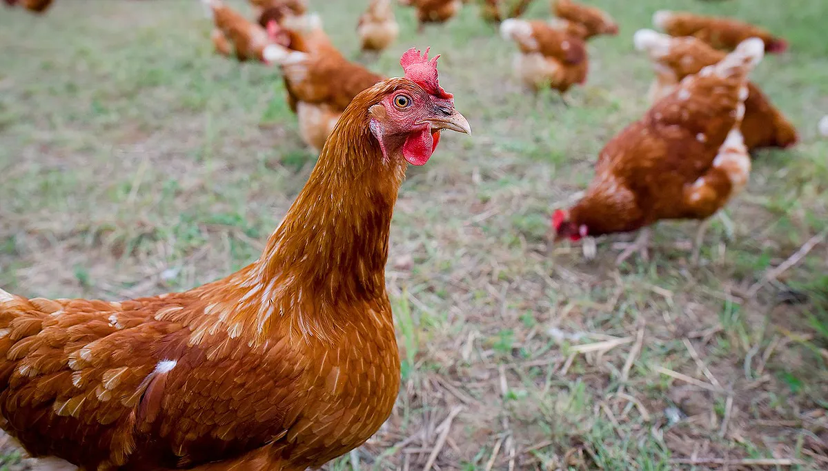 chicken 1682236 1280 kippen vrije uitloop cc0 pixabay