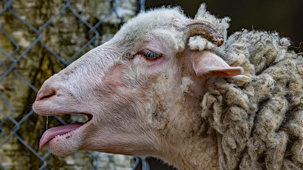close up schaap