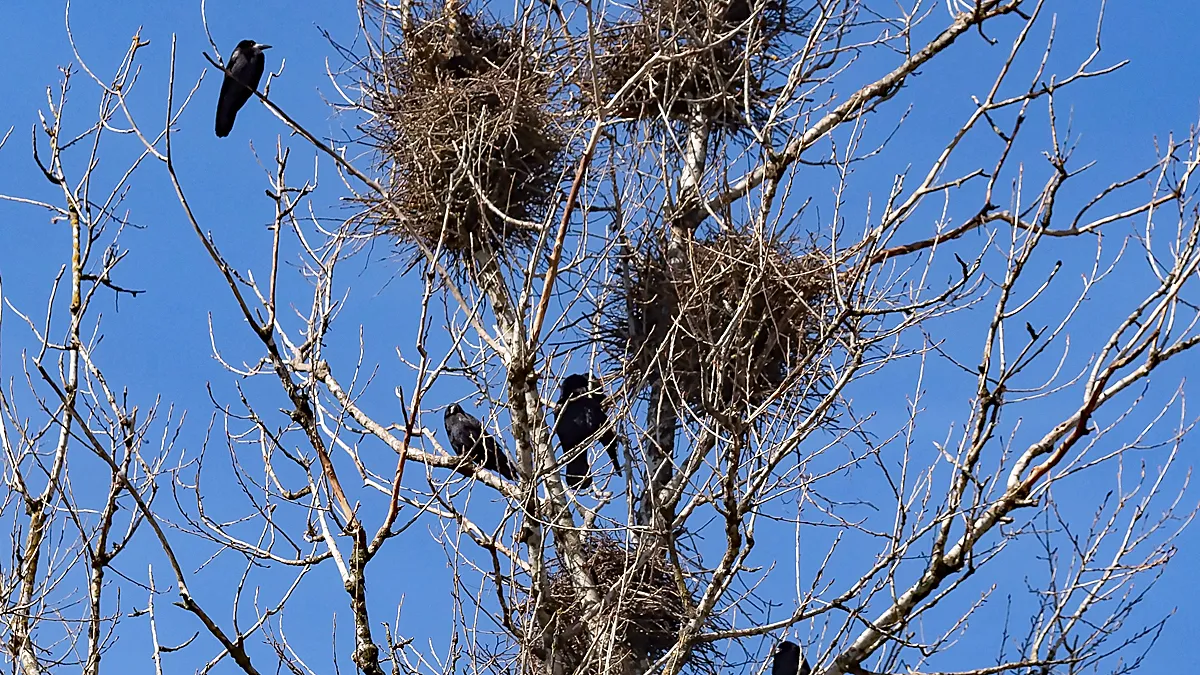 crow nests tree city