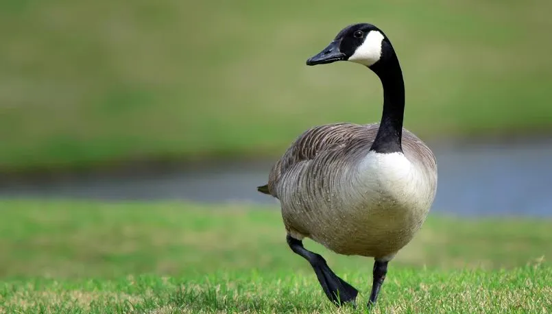 gans