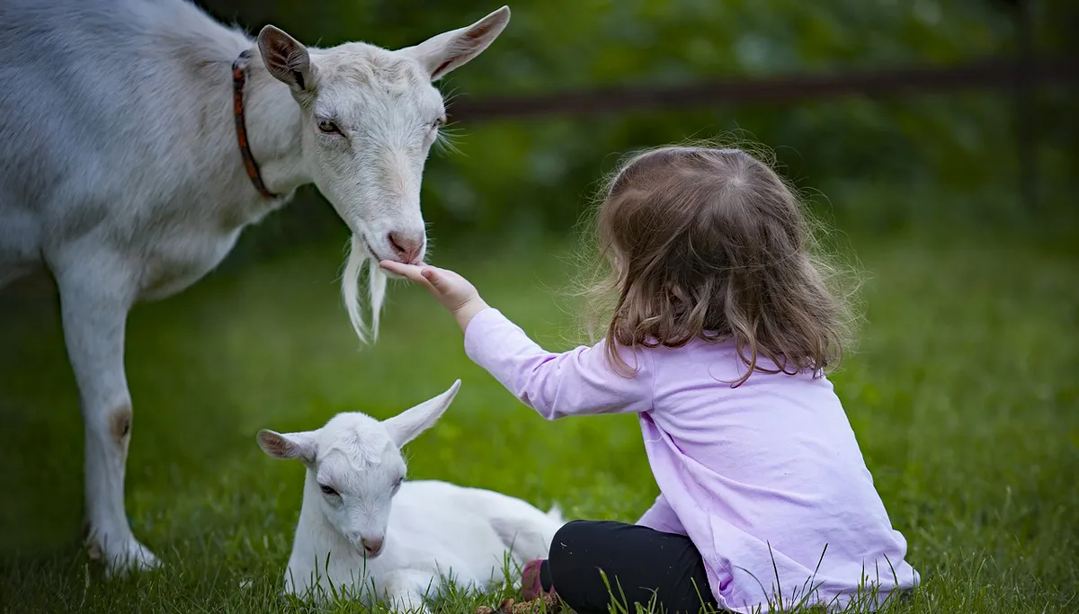geit lam kind goat 3017394 1280