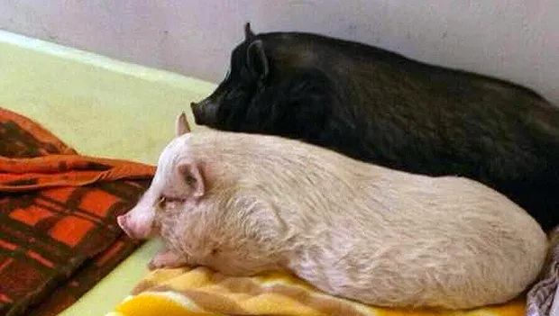 gevonden varkens einighausen