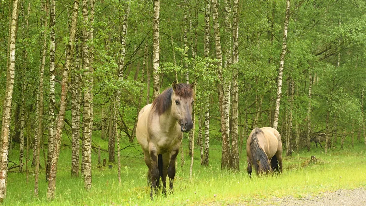 groeve t rooth konik henk heijligers