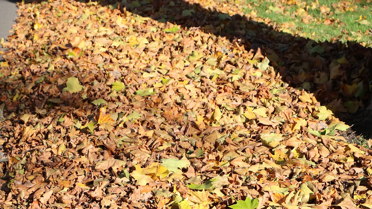 herfst gevallen bladeren bladvegen