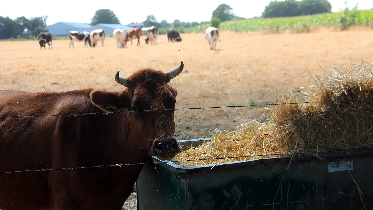 hittegolf en droogte