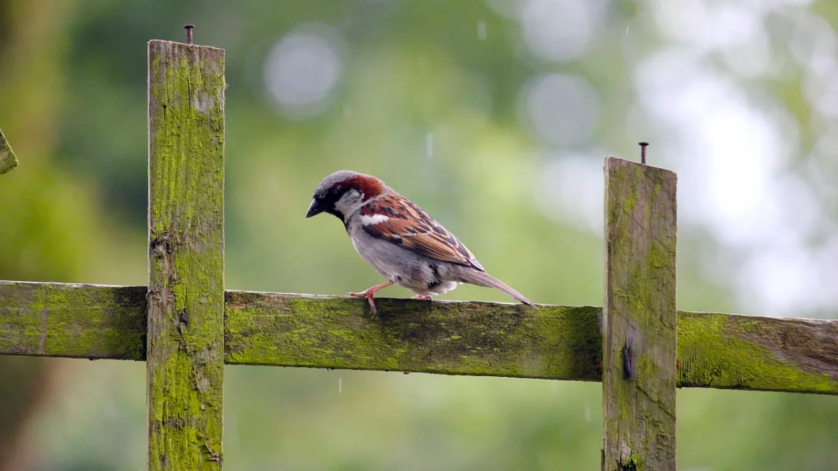 huismus cc0 via pixabay vogeltelling