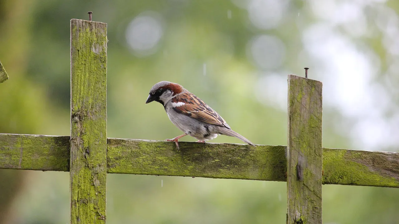 huismus stadsvogel