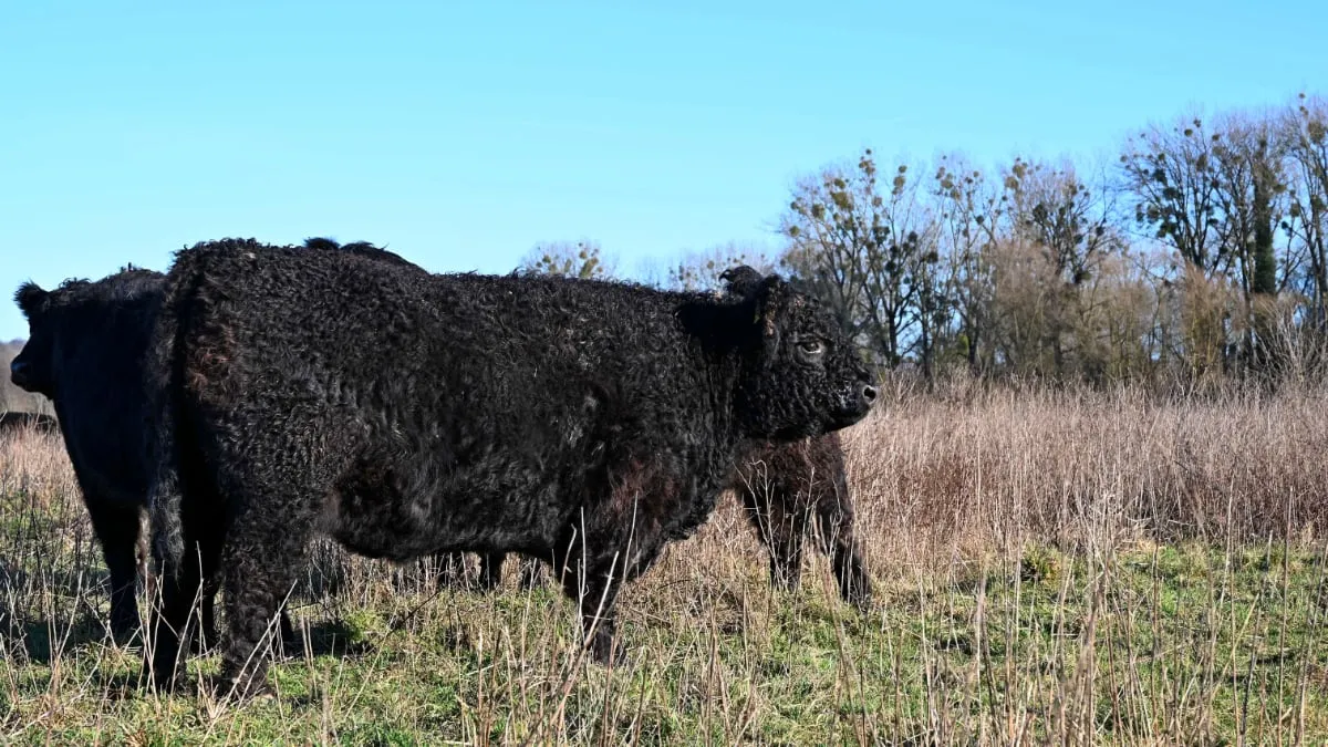 ingendael galloways winter hli 0205