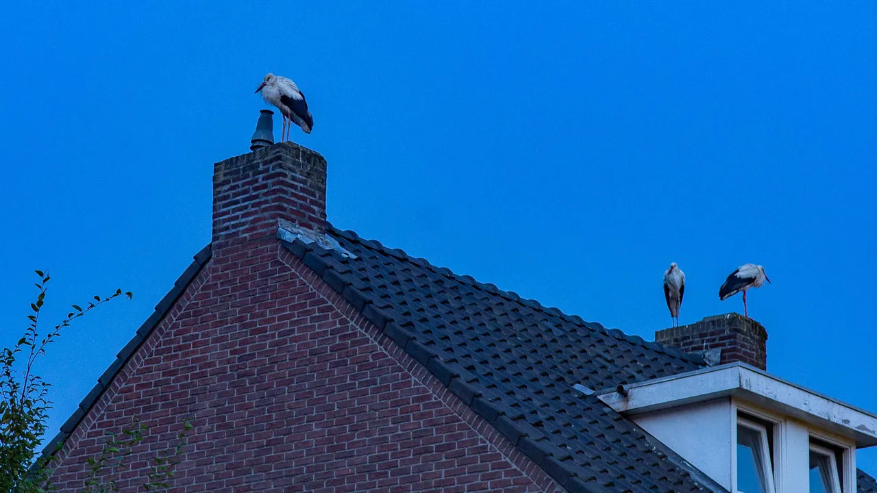 ivo goessens vroegevogels 2