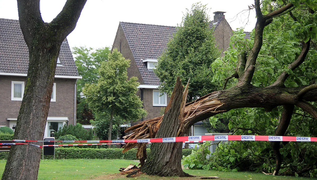 kromstraat boom om 25 juli 2015