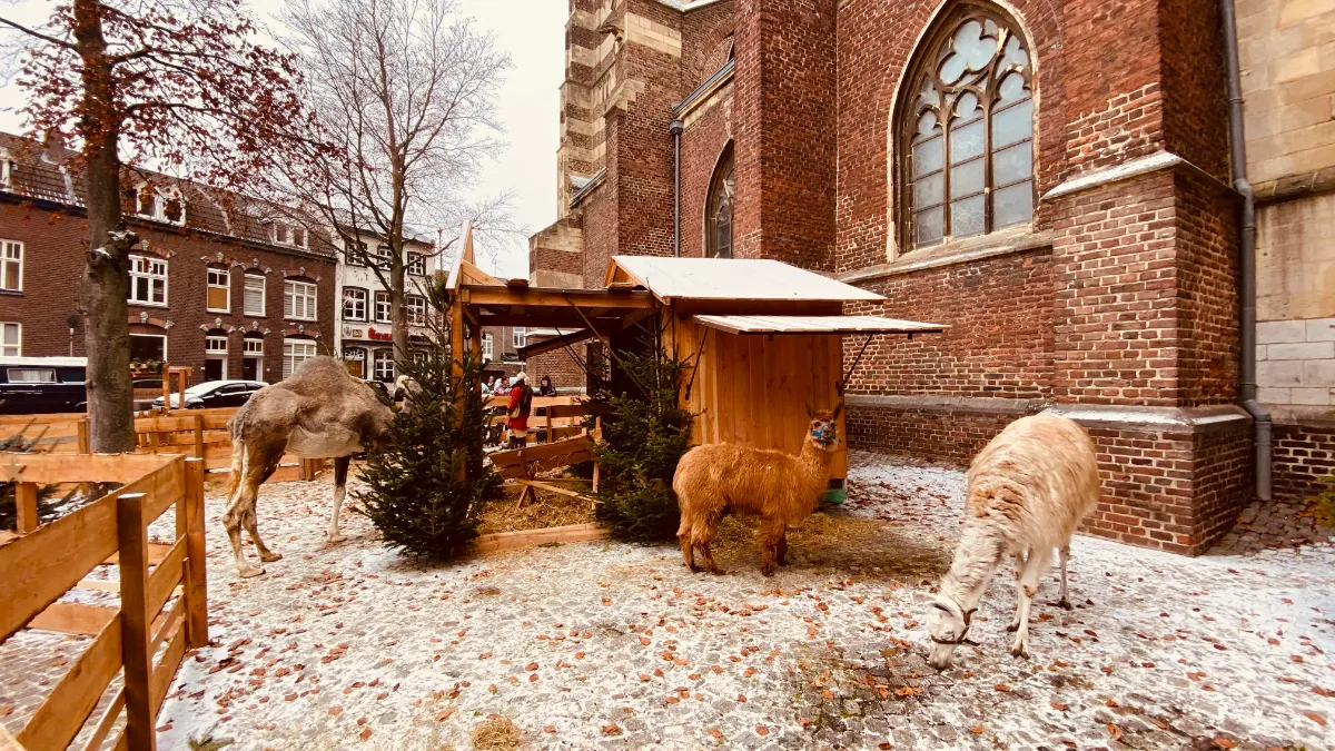 levende kerststal