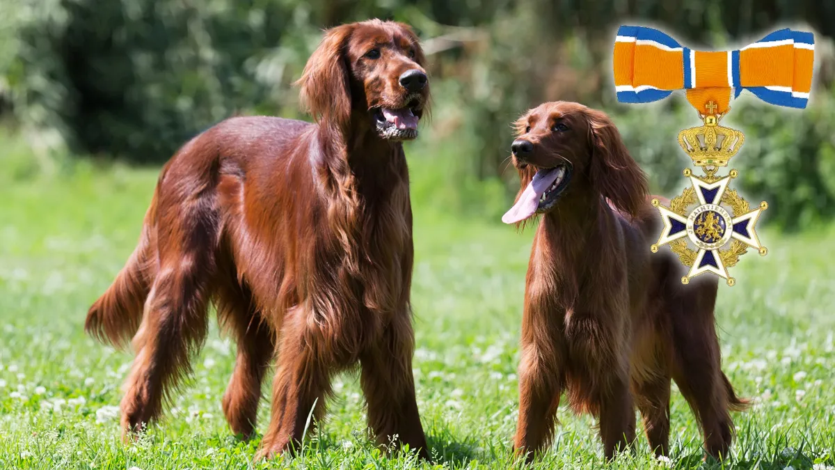 lintje en twee ierse setters