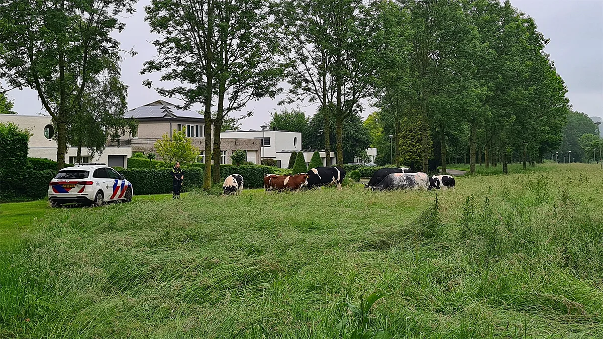 losgebroken koeien n276