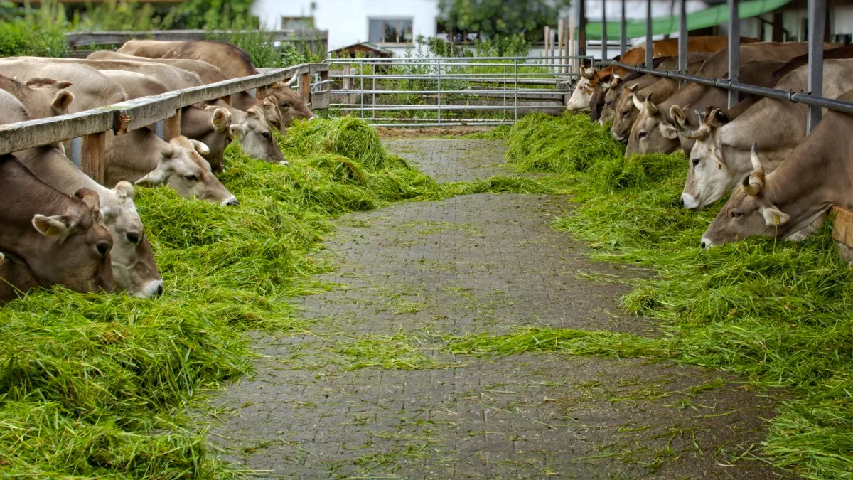 melkkoeien