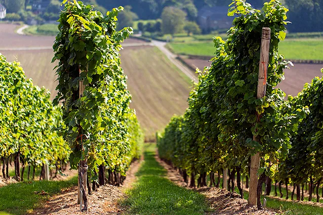 msm executive mba in wine management pr 002