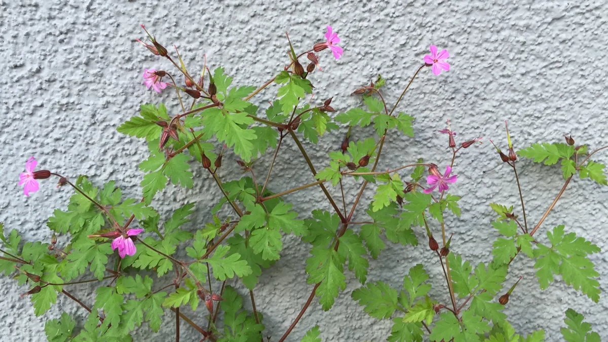muurbloemen