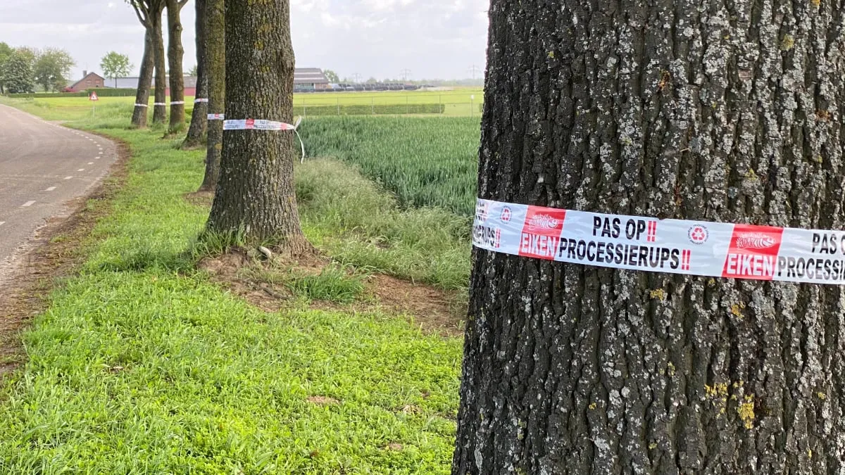 pas op processierups buitengebied bij einighausen en guttecoven