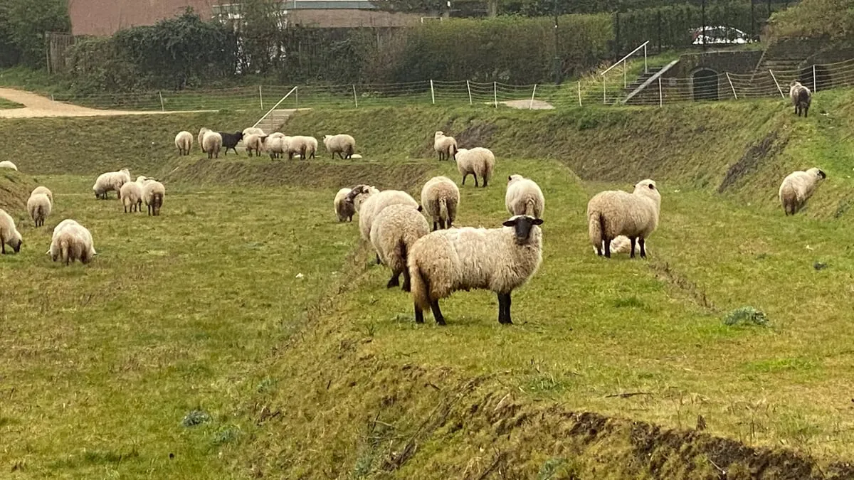 schapen fort sanderbout 2021 2