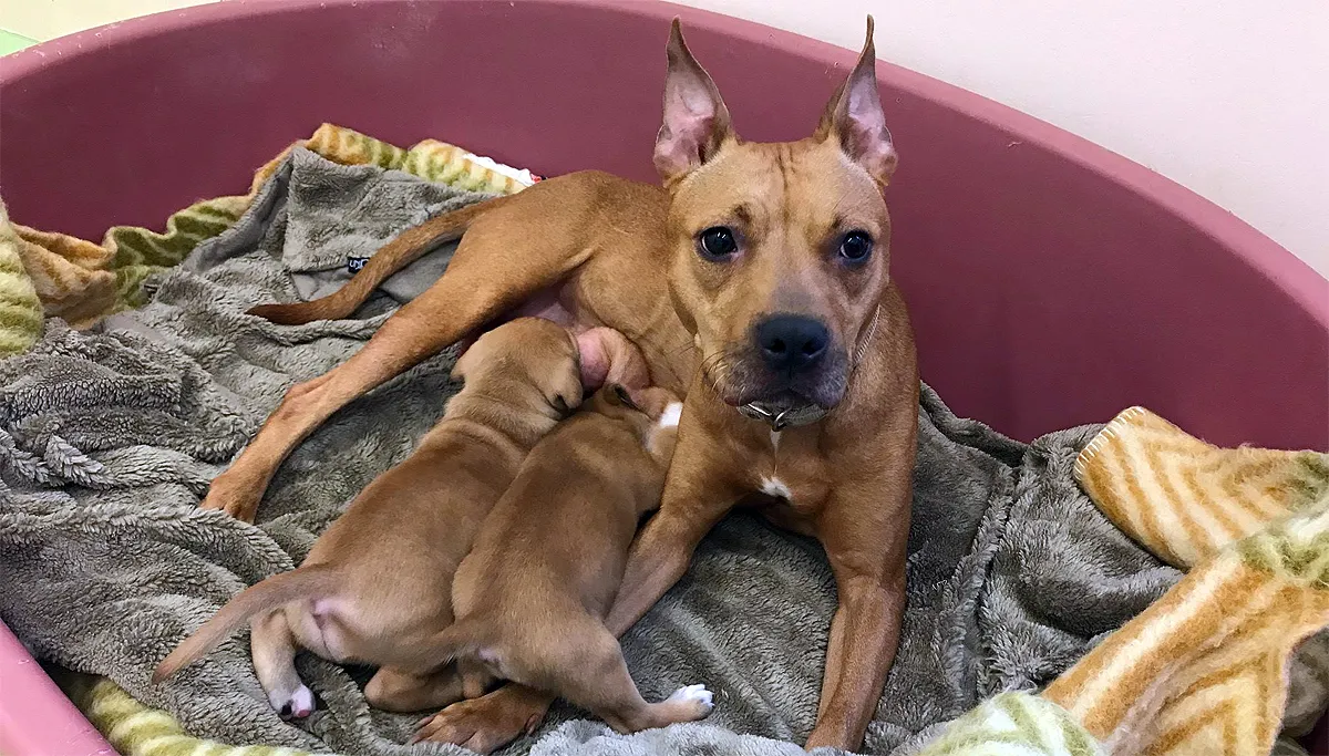 staffordshireteefje met pups