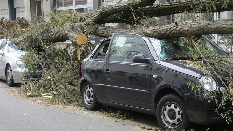 stormschade schade storm geparkeerde autos verpletterd door omgevallen boom ivan tamas via pixabay