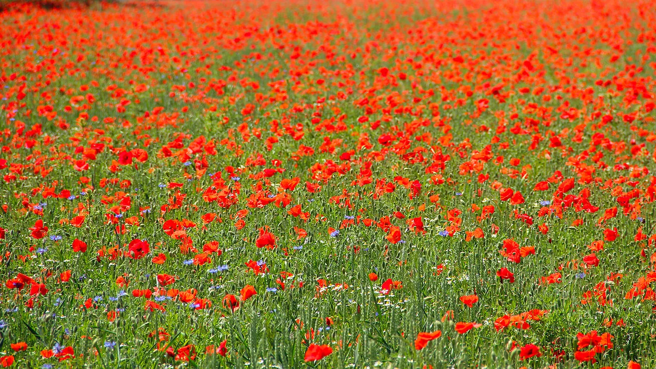 veld met klaprozen en andere bloemen