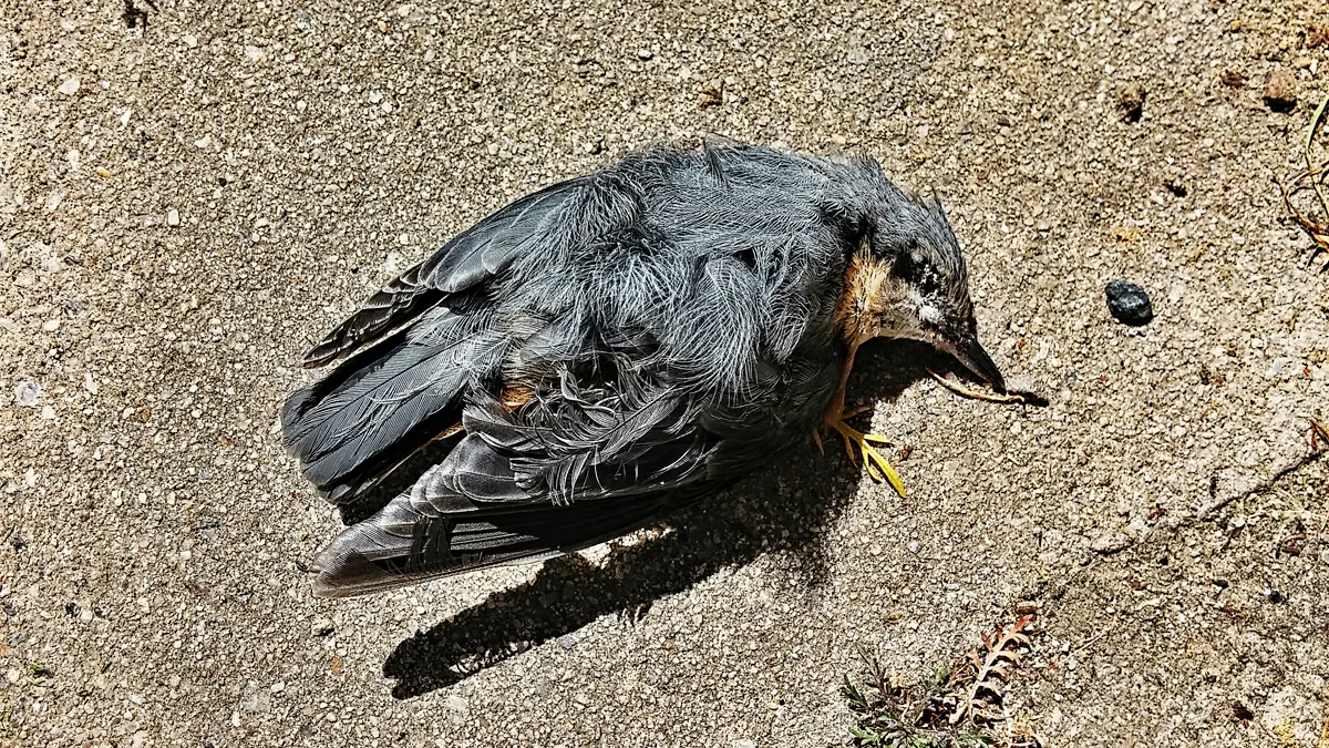vogel ziek dood