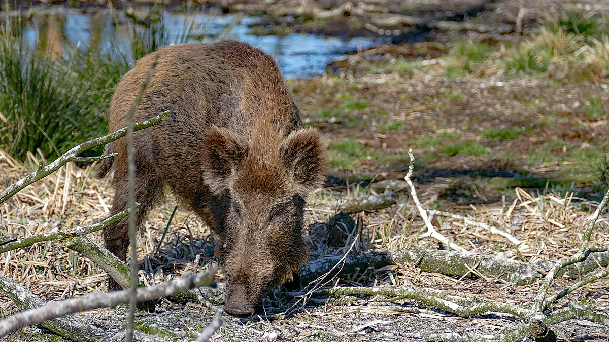 wild zwijn