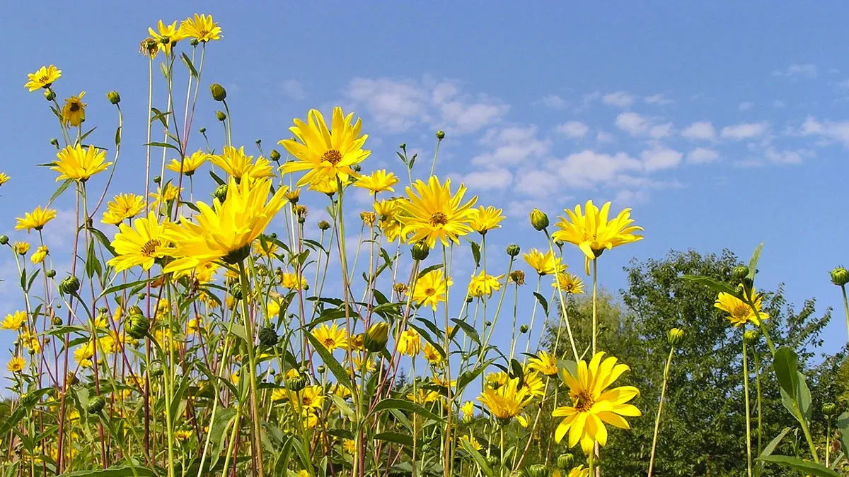 zomers weer blauwe lucht bloemen