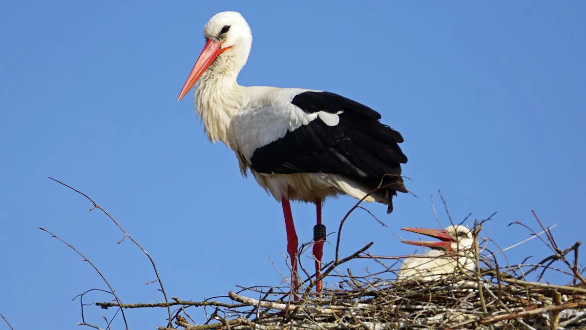 ooievaars op nest