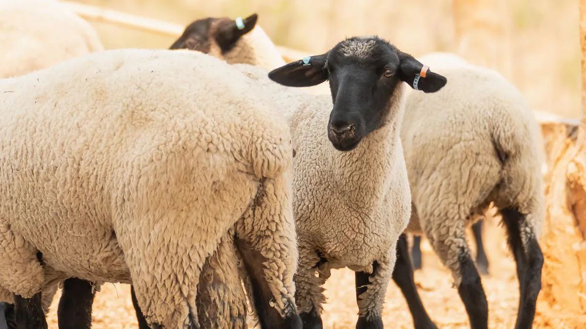 schapen op het veld