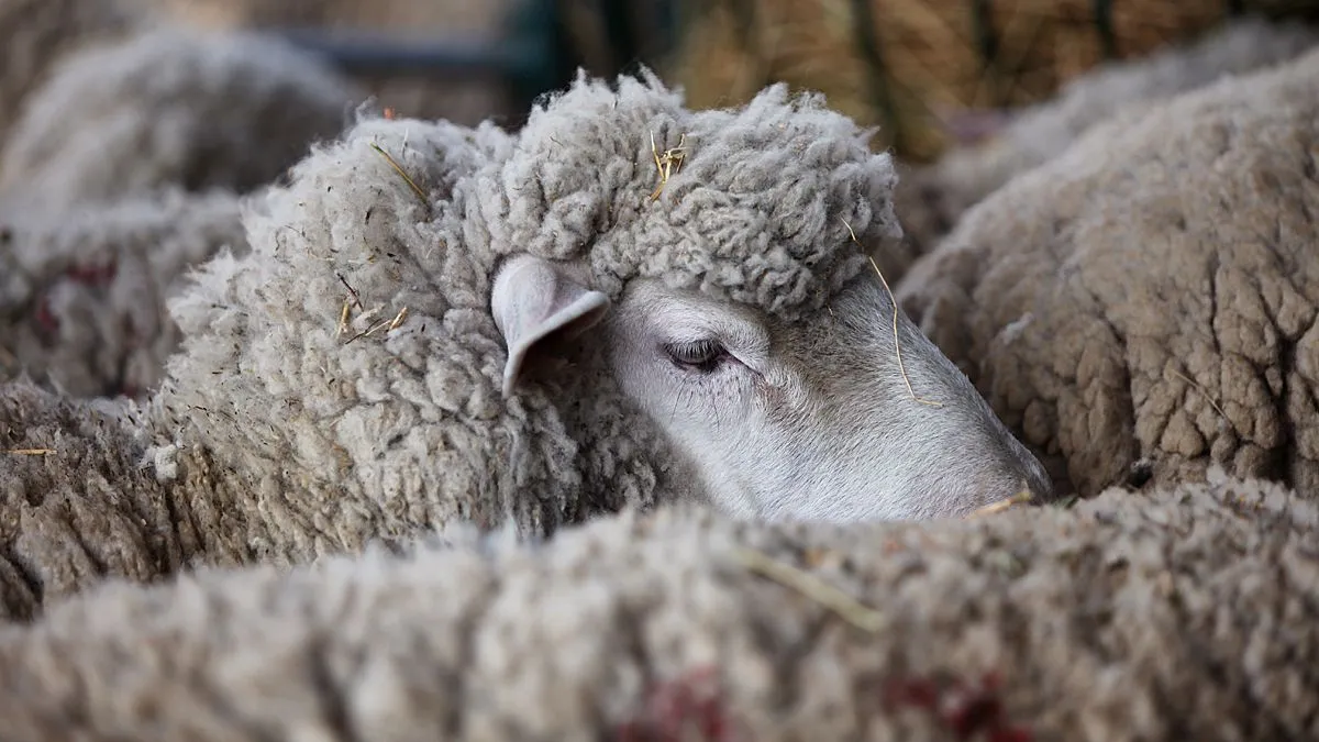 schapen wol blauwtong