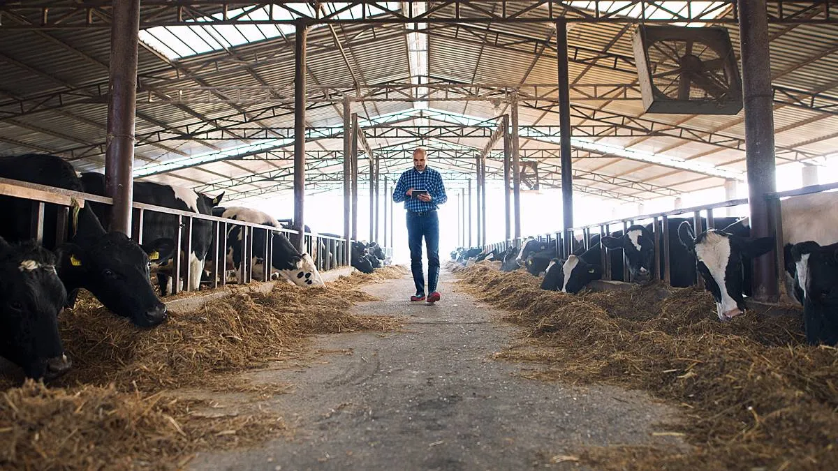 boer loopt door koeienstal