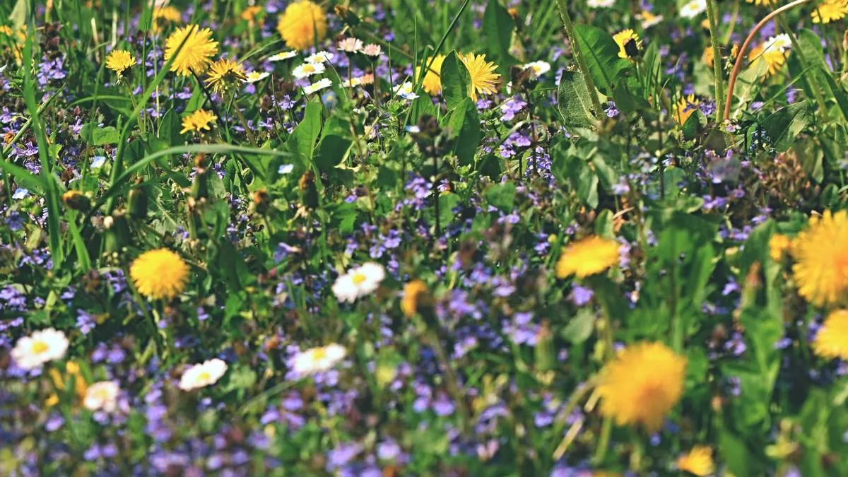 wilde kleurrijke bloemen