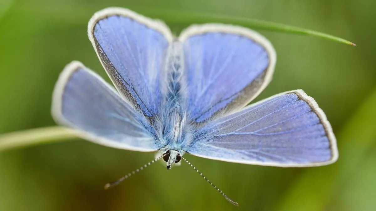 icarusblauwtje vlinder