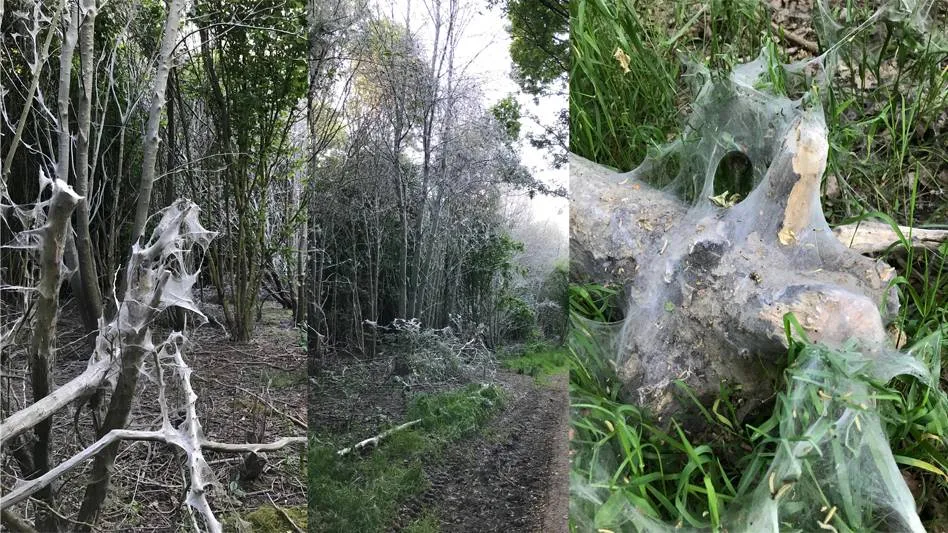 spinmot lintjesweg 2025