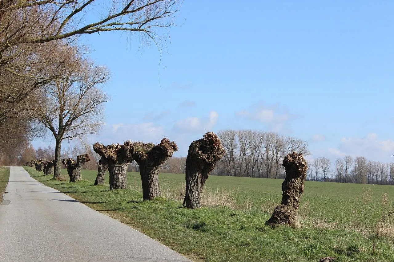 Knotwilg Kühlungsborner Pixabay