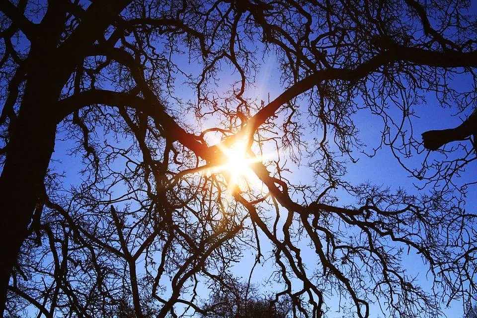 zon-kennedyfotos-pixabay