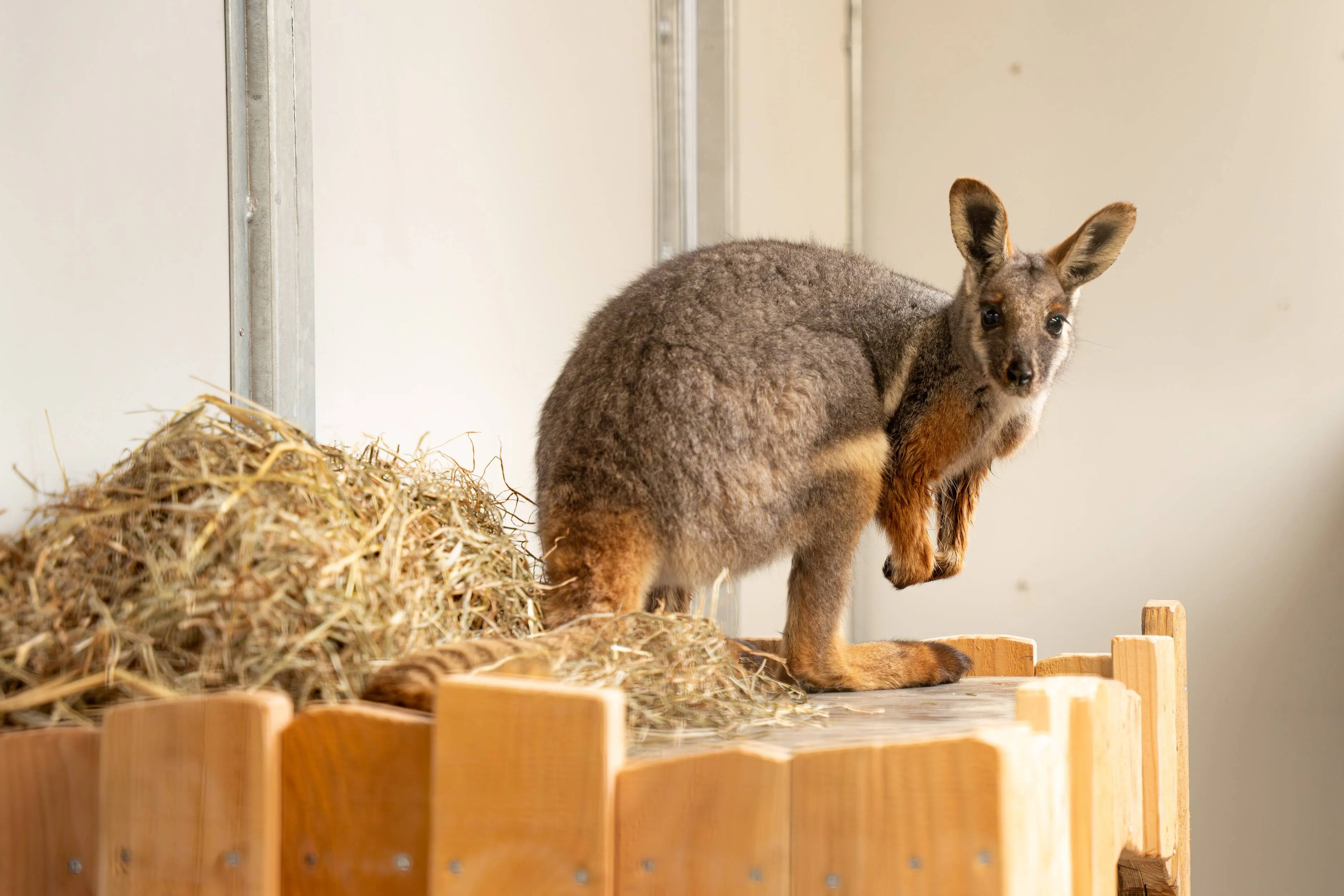 Geelvoet-rotswallaby-in-GaiaZOO-is-nieuwe-binnenverblijf-volop-aan-het-verkennen