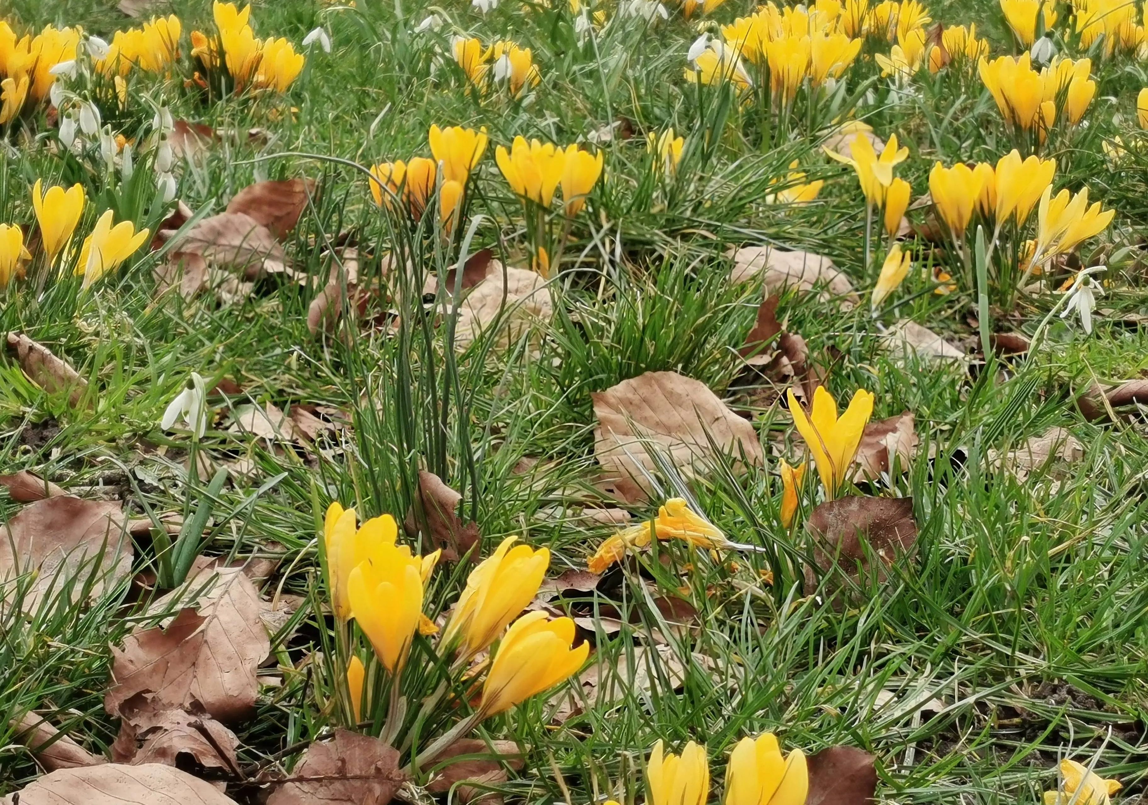 krokus lente IMG_20210306_125051