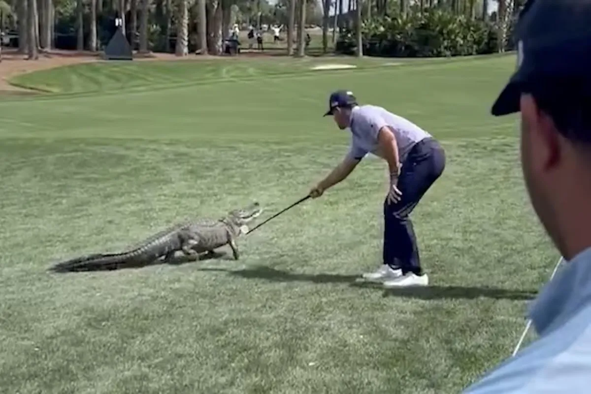 Golfstjerne redder fans fra kæmpe alligator ved Cognizant Classic