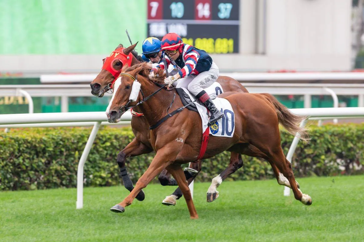 jockey hest trav